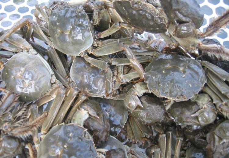 螃蟹养殖：春节要到了，我们应该如何帮螃蟹度过这个年？技术员说
